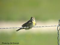 Dickcissel May 07 Field Trip 074 